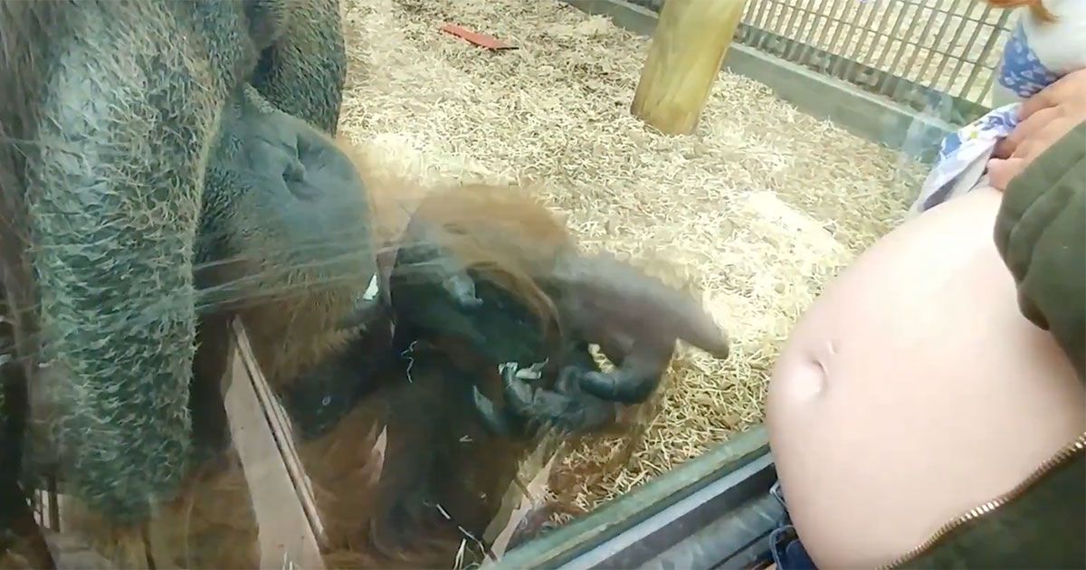 Orangutans Are Seemingly Fascinated By Pregnant Women S Baby Bumps